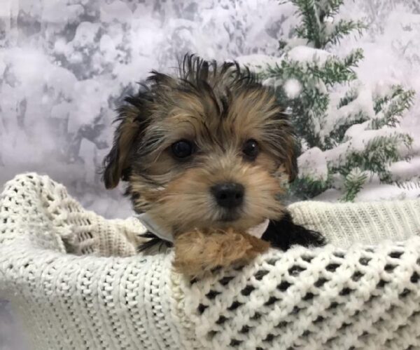 Morkie-DOG-Male-Black / Tan-7970-Petland Robinson, Pittsburgh, PA