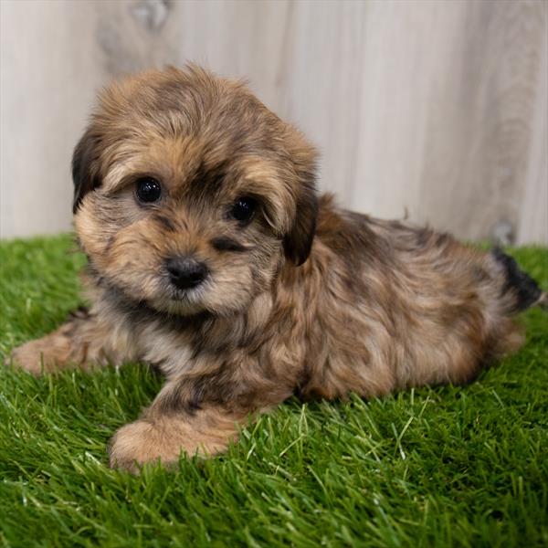 Yochon-DOG-Female-Golden-7984-Petland Robinson, Pittsburgh, PA