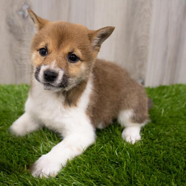 Shiba Inu DOG Female Red Sesame 7985 Petland Robinson, PA