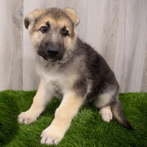 German Shepherd DOG Male Black / Tan 7986 Petland Robinson, PA