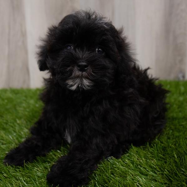 Teddy Bear-DOG-Female-Black-7987-Petland Robinson, Pittsburgh, PA
