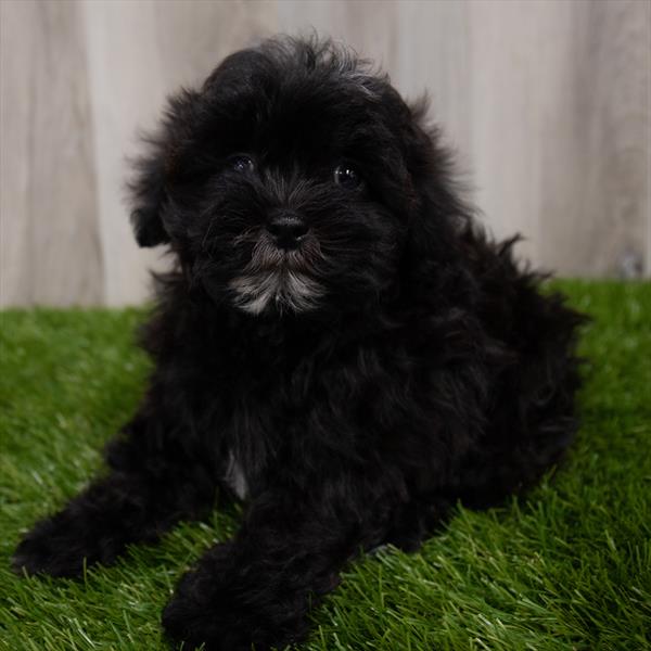 Teddy Bear DOG Female Black 7987 Petland Robinson, PA