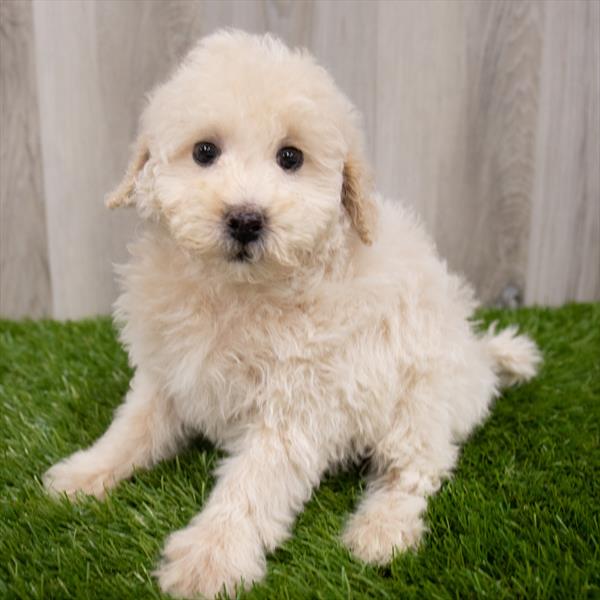 Mini Goldendoodle DOG Male Cream 7988 Petland Robinson, PA