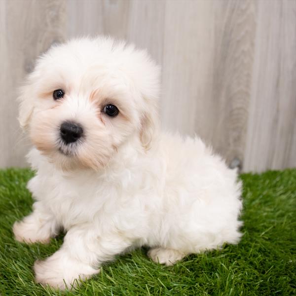 Maltipoo-DOG-Male-Cream-7989-Petland Robinson, Pittsburgh, PA