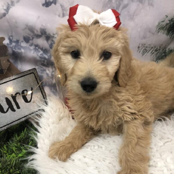 Goldendoodle-DOG-Female-Golden-7997-Petland Robinson, Pittsburgh, PA