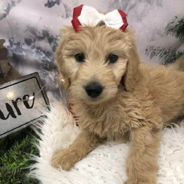 Goldendoodle DOG Female Golden 7997 Petland Robinson, PA