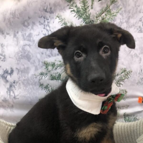 German Shepherd DOG Male Black and Tan 7998 Petland Robinson, PA