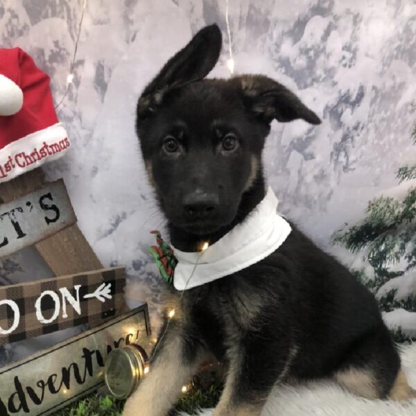 German Shepherd DOG Male Black and Tan 7999 Petland Robinson, PA