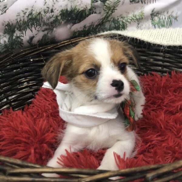 Shi-Chi DOG Male Red and White 8000 Petland Robinson, PA