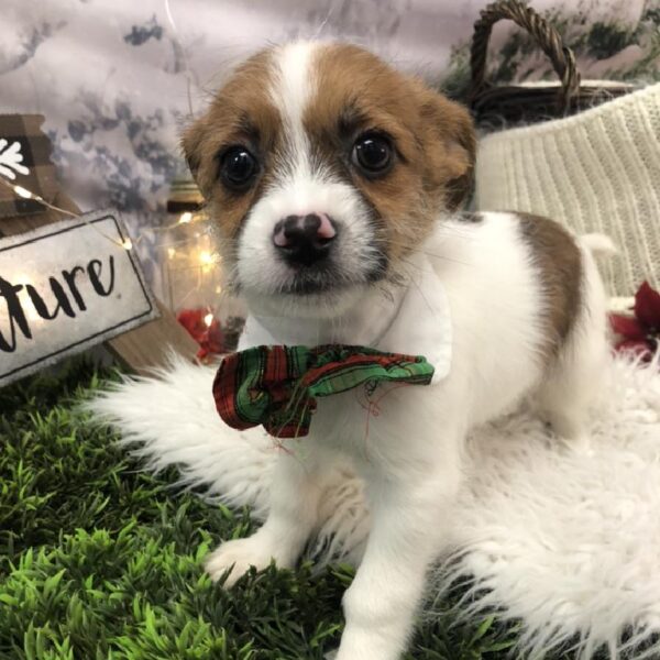 Shi-Chi-DOG-Male-Red and White-8001-Petland Robinson, Pittsburgh, PA