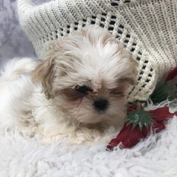 Shih Tzu DOG Male Gold and White 8002 Petland Robinson, PA