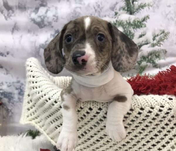 Dachshund-DOG-Male-Blue-8021-Petland Robinson, Pittsburgh, PA