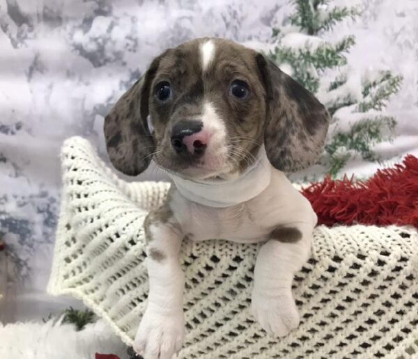 Dachshund DOG Male Blue 8021 Petland Robinson, PA