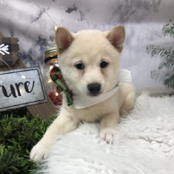 Shiba Inu-DOG-Male-Cream-8019-Petland Robinson, Pittsburgh, PA
