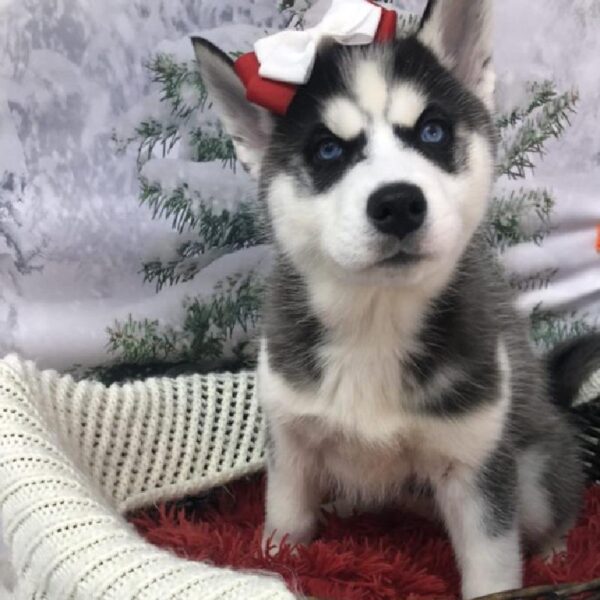 Siberian Husky DOG Female Black / White 8018 Petland Robinson, PA