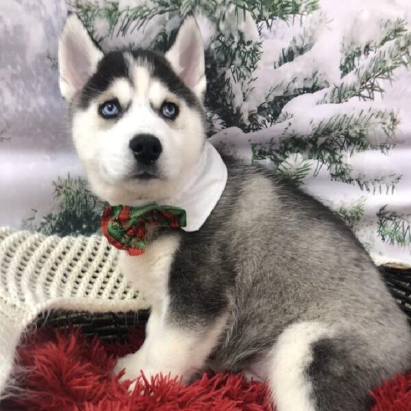 Siberian Husky DOG Male Black / White 8017 Petland Robinson, PA