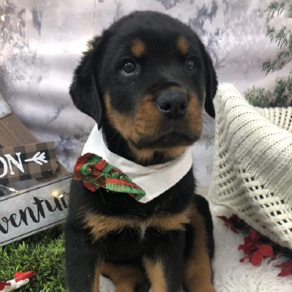 Rottweiler-DOG-Male-Black / Tan-8016-Petland Robinson, PA