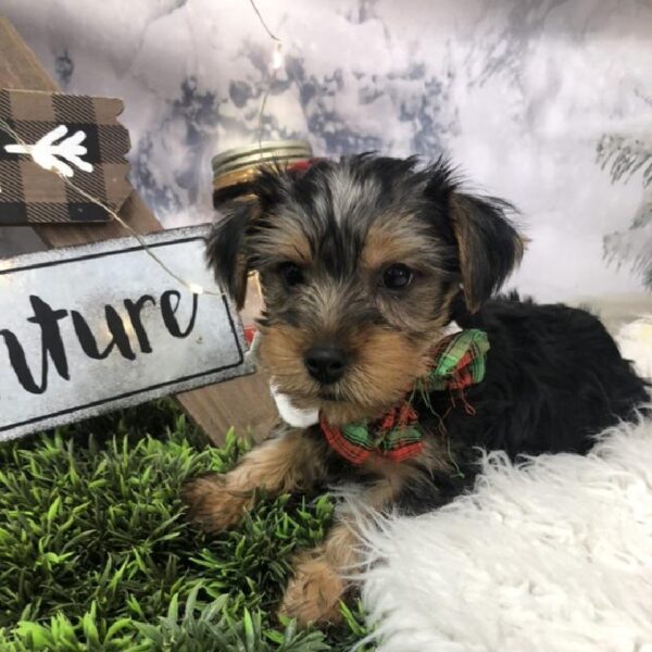 Yorkie DOG Male Black / Tan 8015 Petland Robinson, PA