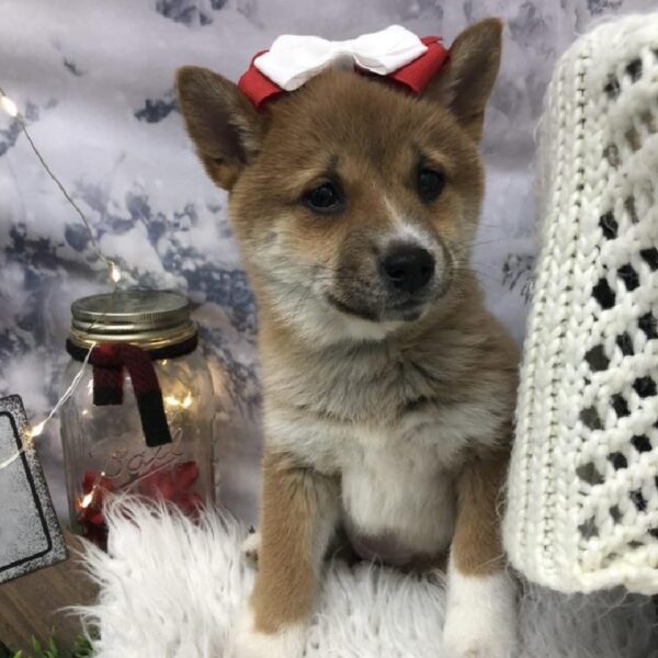 Shiba Inu-DOG-Female-Red Sesame-8014-Petland Robinson, Pittsburgh, PA