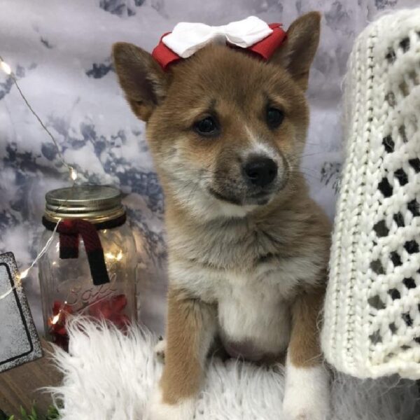 Shiba Inu DOG Female Red Sesame 8014 Petland Robinson, PA