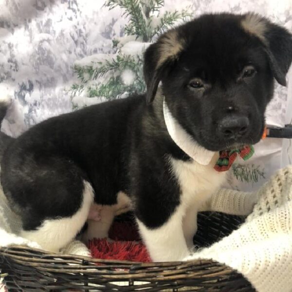 Akita DOG Male Fawn 8013 Petland Robinson, PA