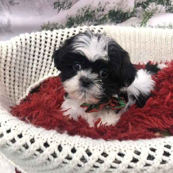Malshi-DOG-Male-Black / White-8036-Petland Robinson, Pittsburgh, PA