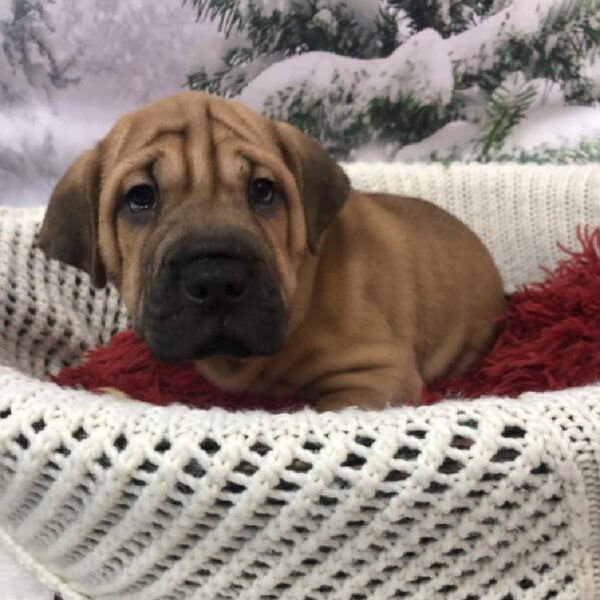 Sharpeagle DOG Male Fawn 8034 Petland Robinson, PA