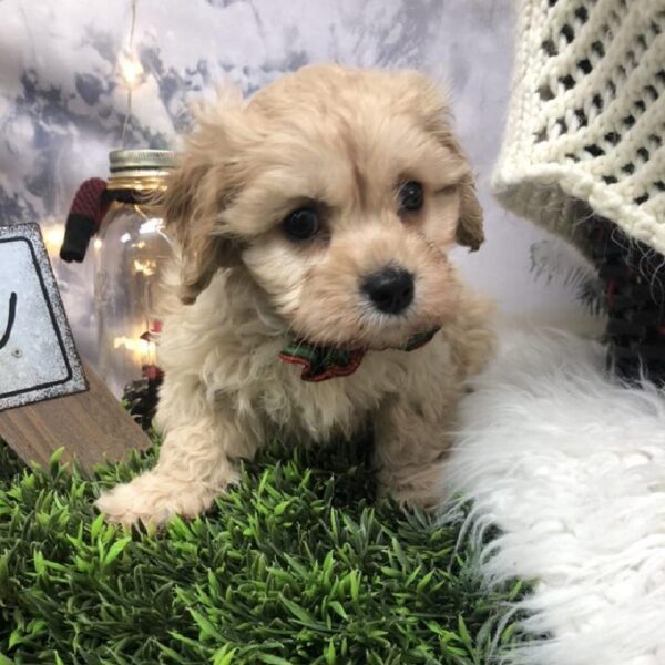Cavachon-DOG-Male-Apricot-8033-Petland Robinson, Pittsburgh, PA