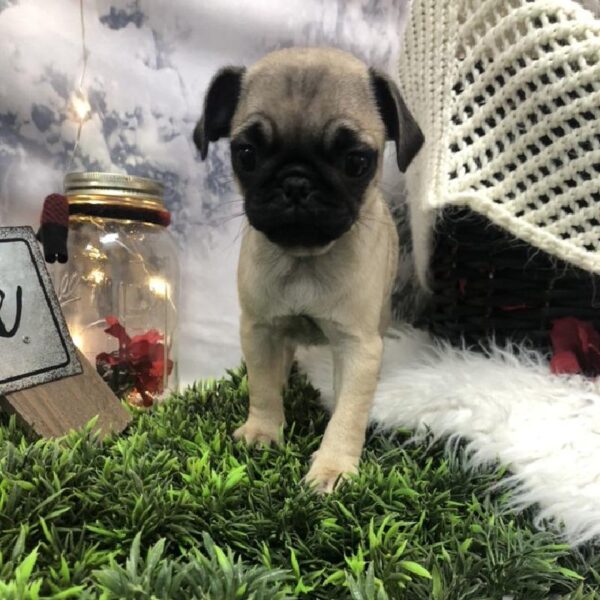 Pug DOG Female Fawn 8032 Petland Robinson, PA