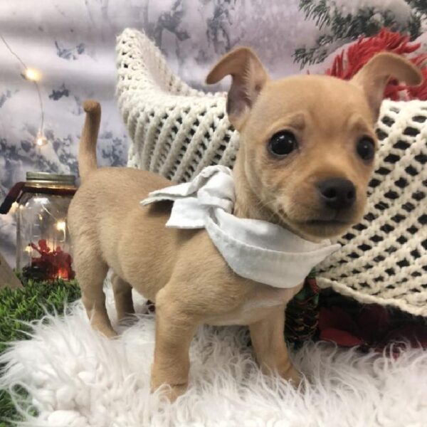 Chihuahua DOG Male Fawn 8031 Petland Robinson, PA