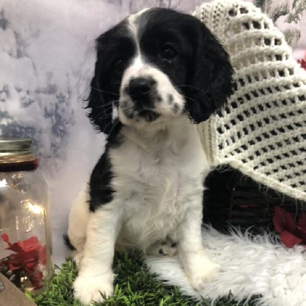 Cocker Spaniel DOG Female Black / White 8030 Petland Robinson, PA