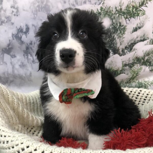 Australian Shepherd-DOG-Male-Black and White-8037-Petland Robinson, Pittsburgh, PA