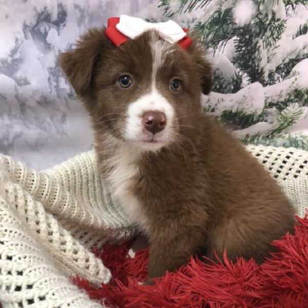 Australian Shepherd-DOG-Female-Red-8038-Petland Robinson, Pittsburgh, PA