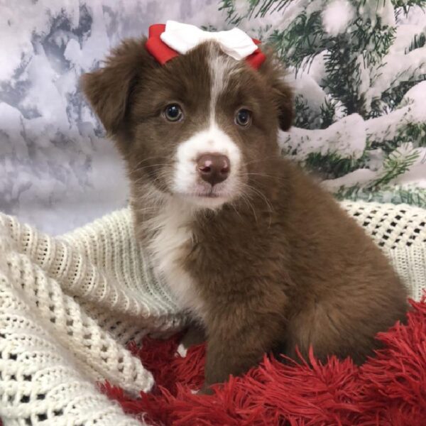 Australian Shepherd DOG Female Red 8038 Petland Robinson, PA