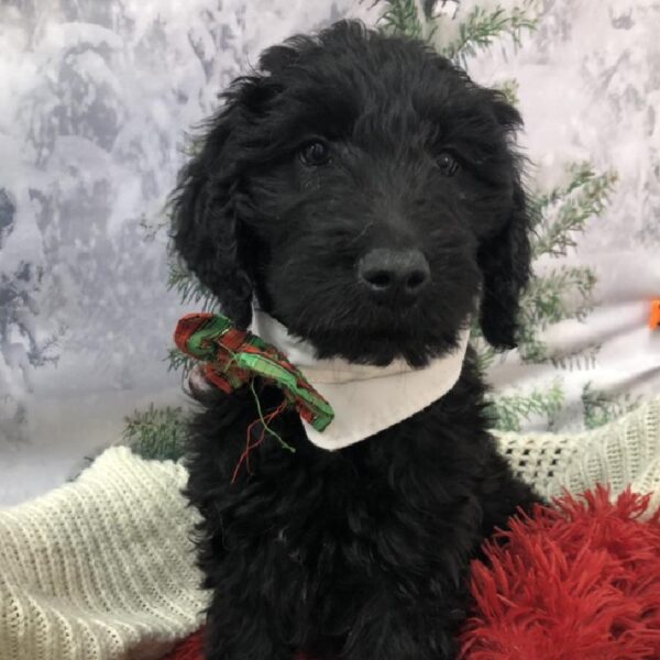 Goldendoodle-DOG-Male-Black-8039-Petland Robinson, Pittsburgh, PA