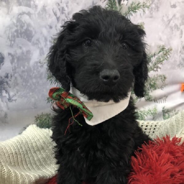 Goldendoodle DOG Male Black 8039 Petland Robinson, PA