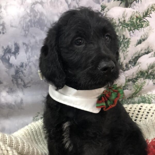 Labradoodle 2nd Gen DOG Male Black 8040 Petland Robinson, PA