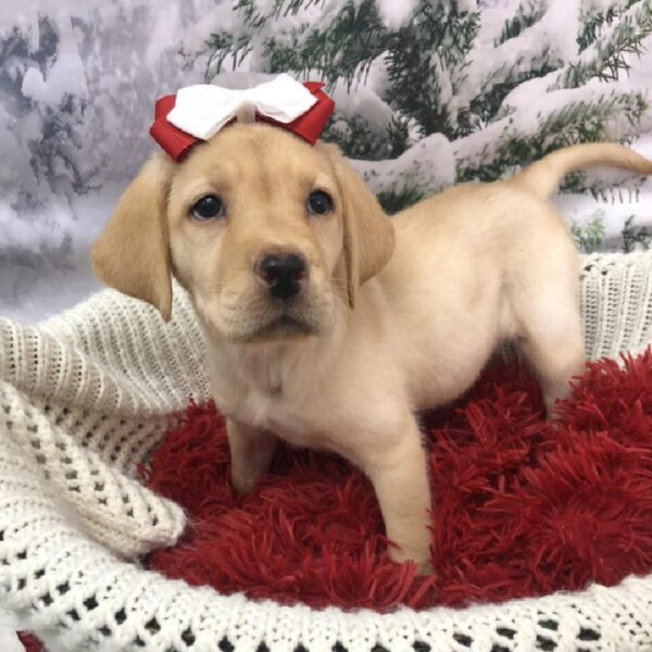 Labrador Retriever DOG Female Yellow 8041 Petland Robinson, PA