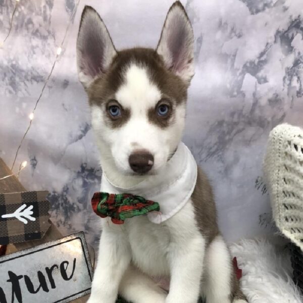 Siberian Husky DOG Male Copper and White 8042 Petland Robinson, PA