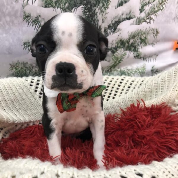 Boston Terrier DOG Male Black and White 8043 Petland Robinson, PA