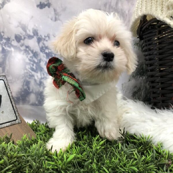 Coton De Tulear-DOG-Male-White-8044-Petland Robinson, Pittsburgh, PA