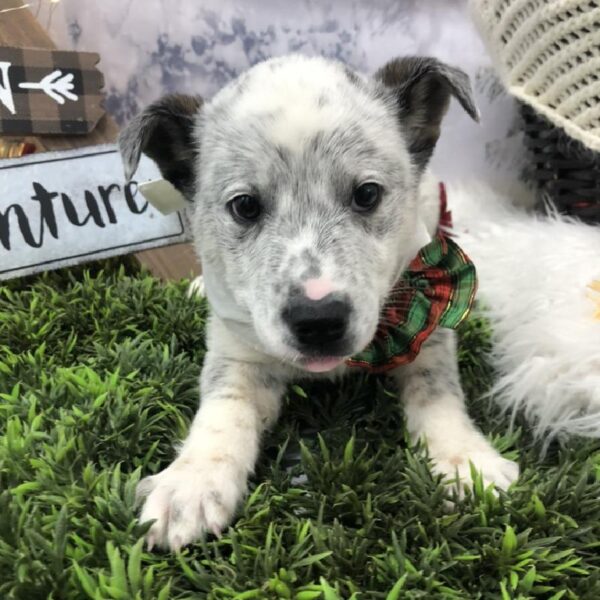 Australian Cattle Dog DOG Male Blue Speckled 8045 Petland Robinson, PA