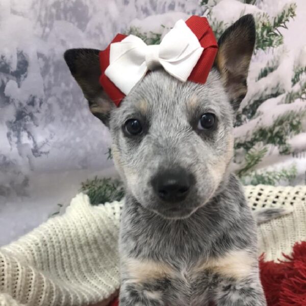 Australian Cattle Dog DOG Female Blue Mottled 8046 Petland Robinson, PA