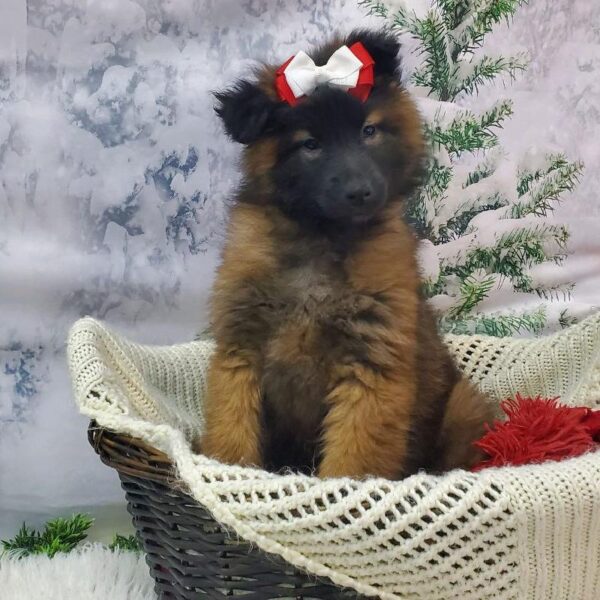 Belgian Tervuren DOG Female Mahogany / Black 8069 Petland Robinson, PA