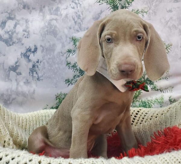 Weimaraner DOG Male Silver Gray 8065 Petland Robinson, PA