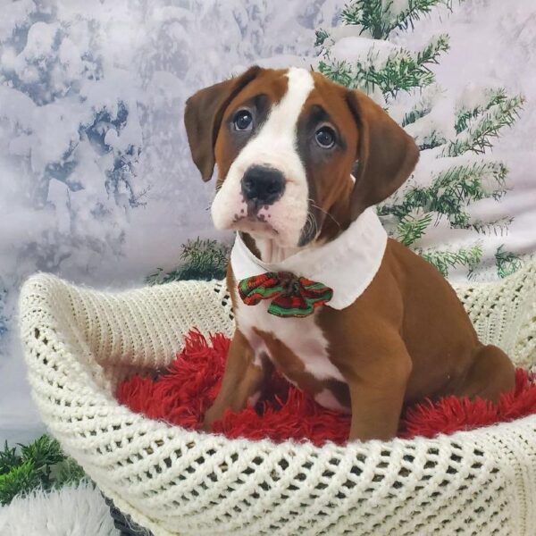 Boxer DOG Male Fawn 8064 Petland Robinson, PA