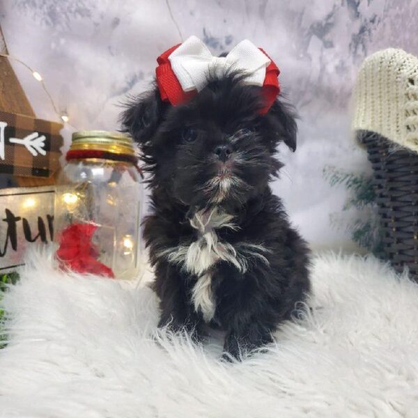 Shorkie DOG Female Black 8068 Petland Robinson, PA