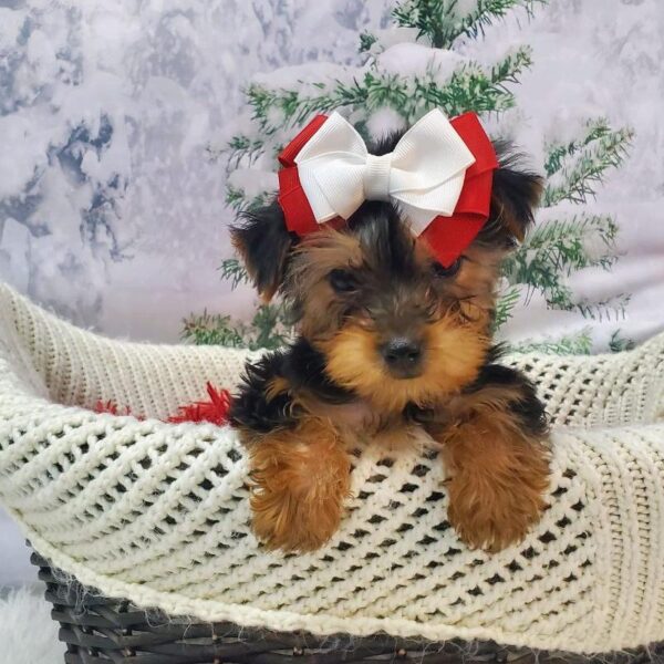 Yorkie-DOG-Female-Black / Tan-8066-Petland Robinson, Pittsburgh, PA