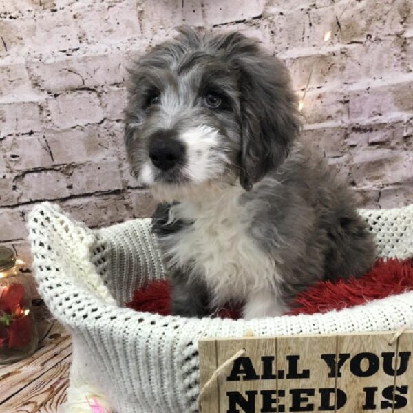 Aussiedoodle-DOG-Male-Blue Merle-8079-Petland Robinson, Pittsburgh, PA
