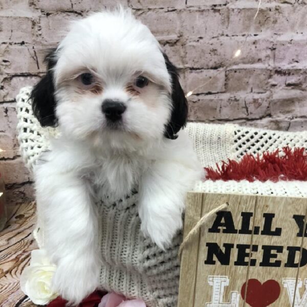 Teddy Bear DOG Male Black / White 8080 Petland Robinson, PA